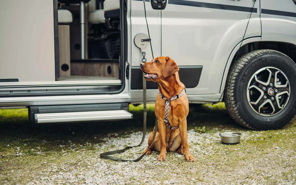 Hundewelt  Zubehr fr Reisen mit Hund | Carado