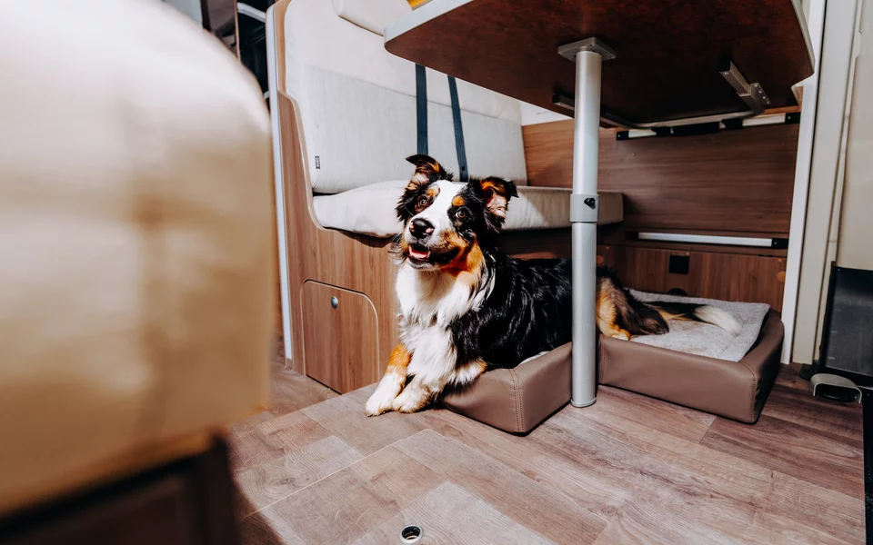 Hundewelt  Zubehr fr Reisen mit Hund | Carado