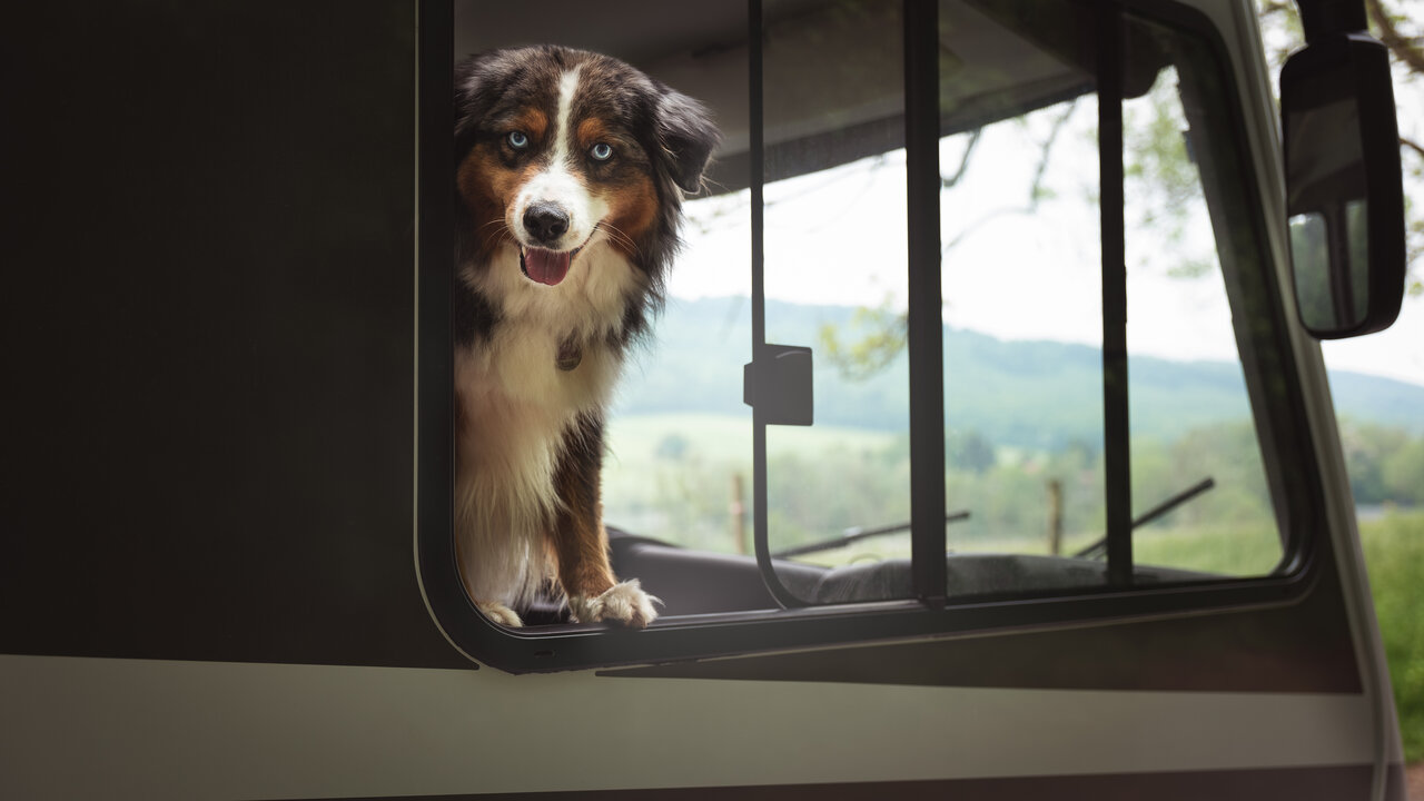 Hund schaut aus dem Fenster im Wohnmobil