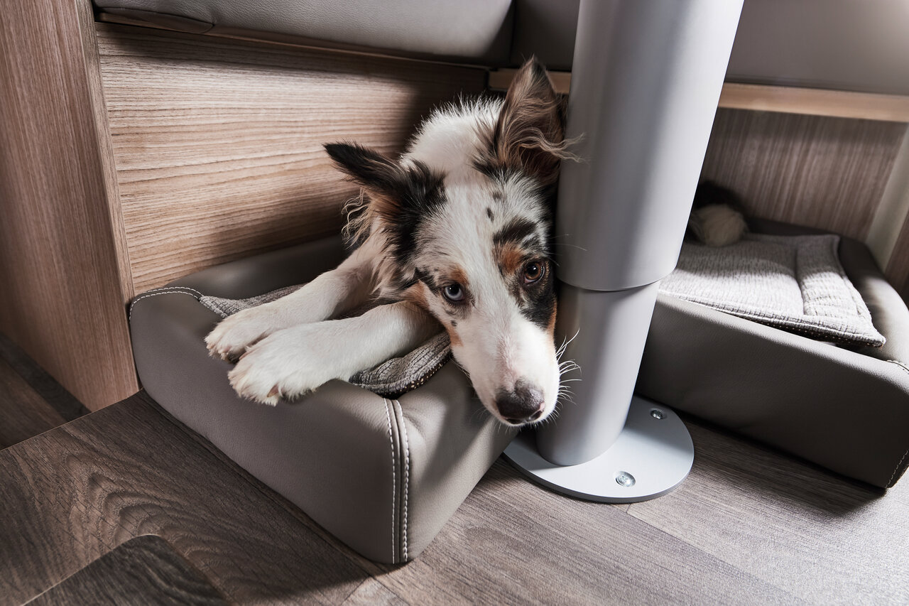Süßer Hund liegt auf einem Hundebett im Wohnmobil