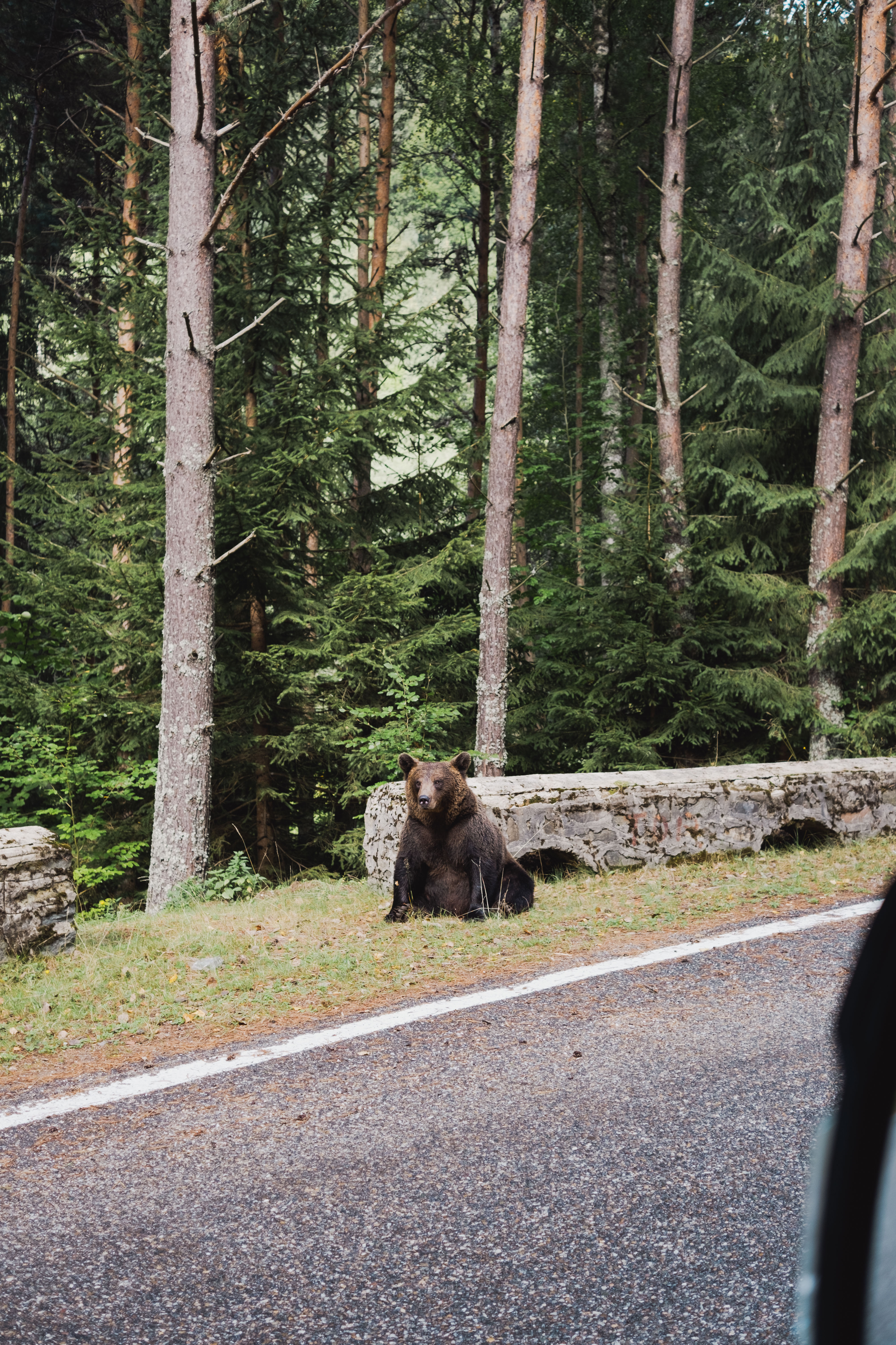 Ein Bär sitzt neben dem Wohnmobil von Carado