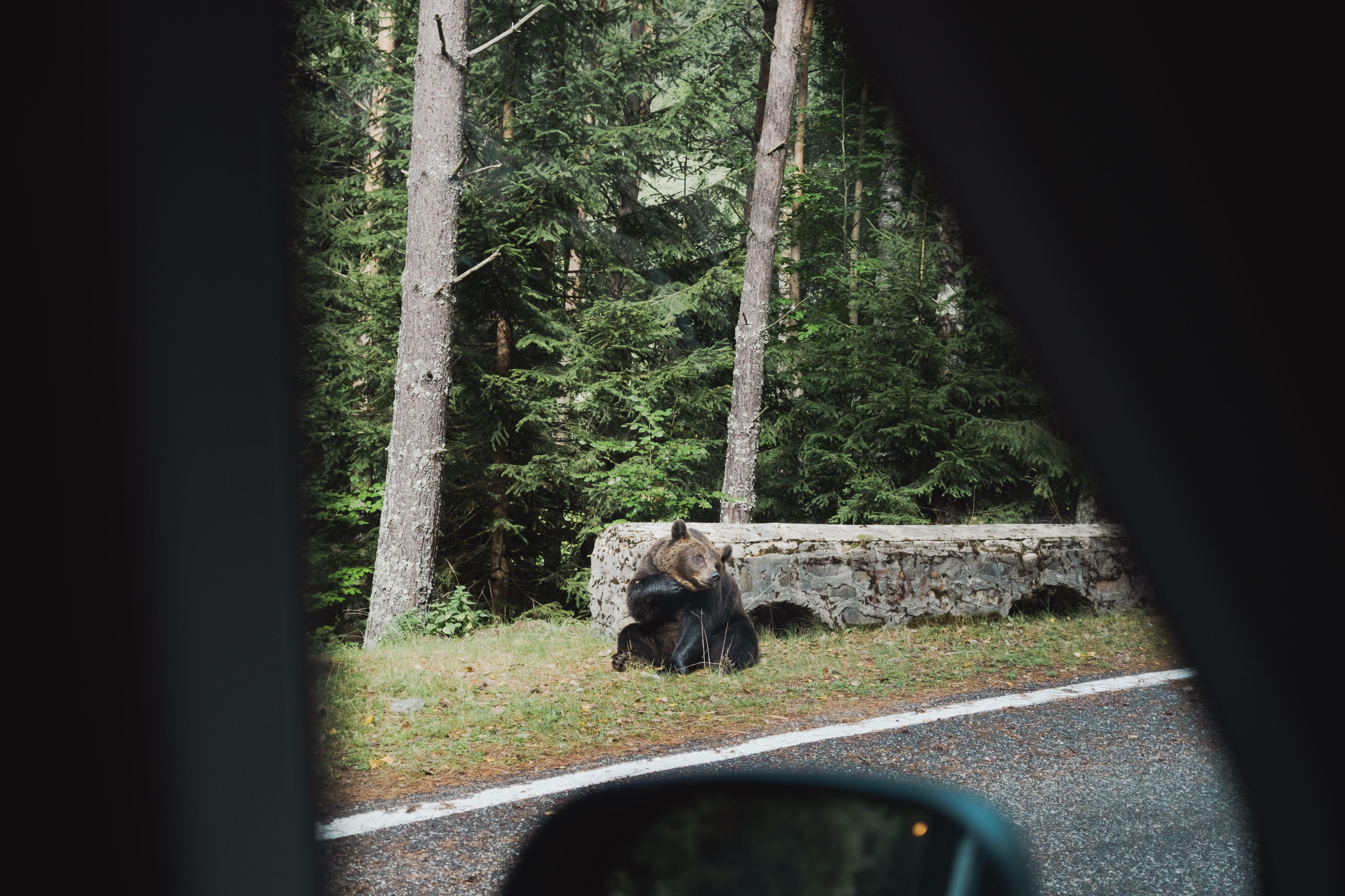 Wilder Bär in Rumänien auf der Rundreise mit dem Carado Wohnmobil