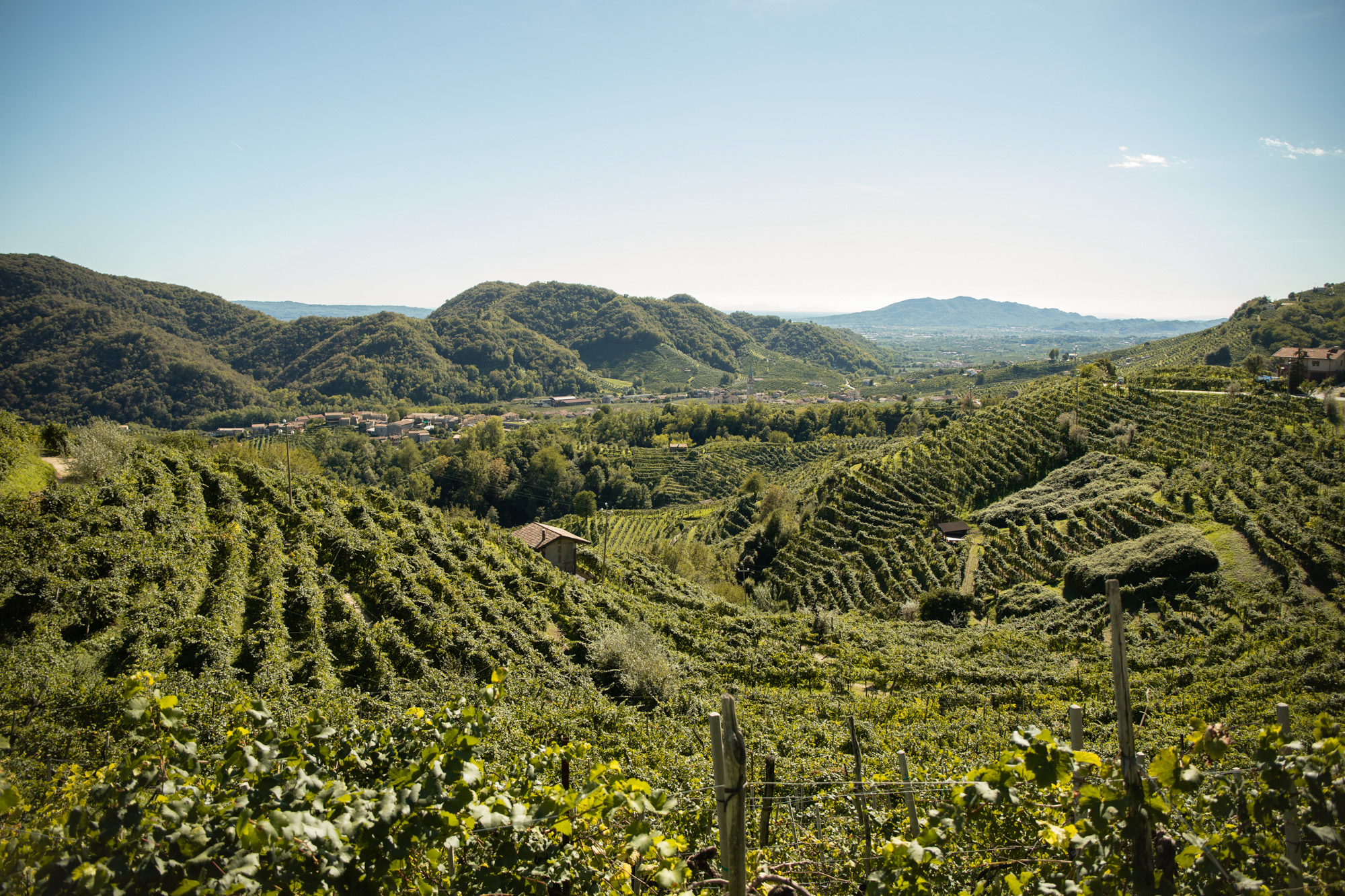 Ausblick über die Weinberge 