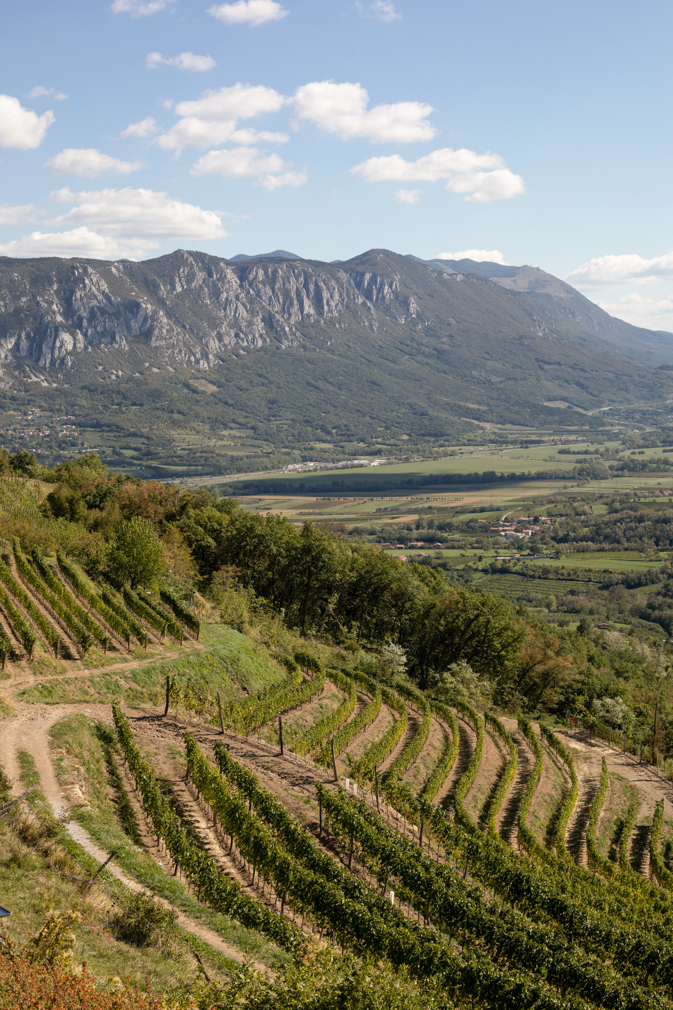 Reben auf den Weinbergen