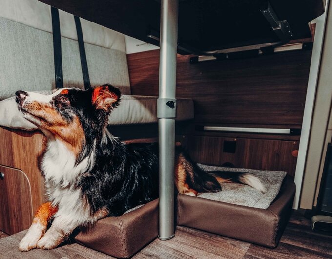 Lit pour chien