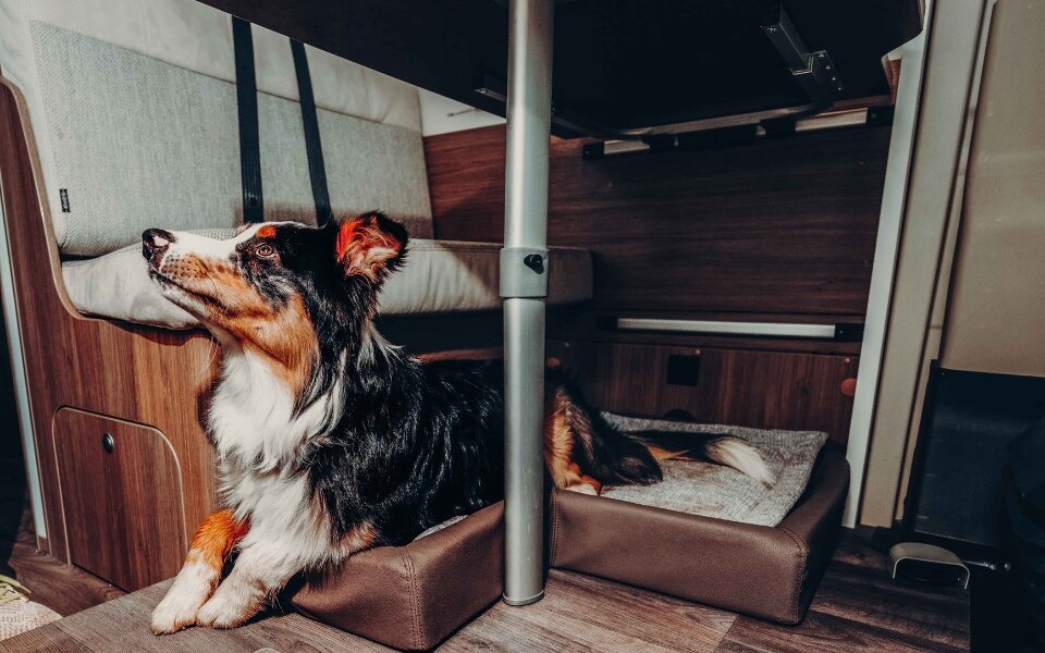 Lit pour chien