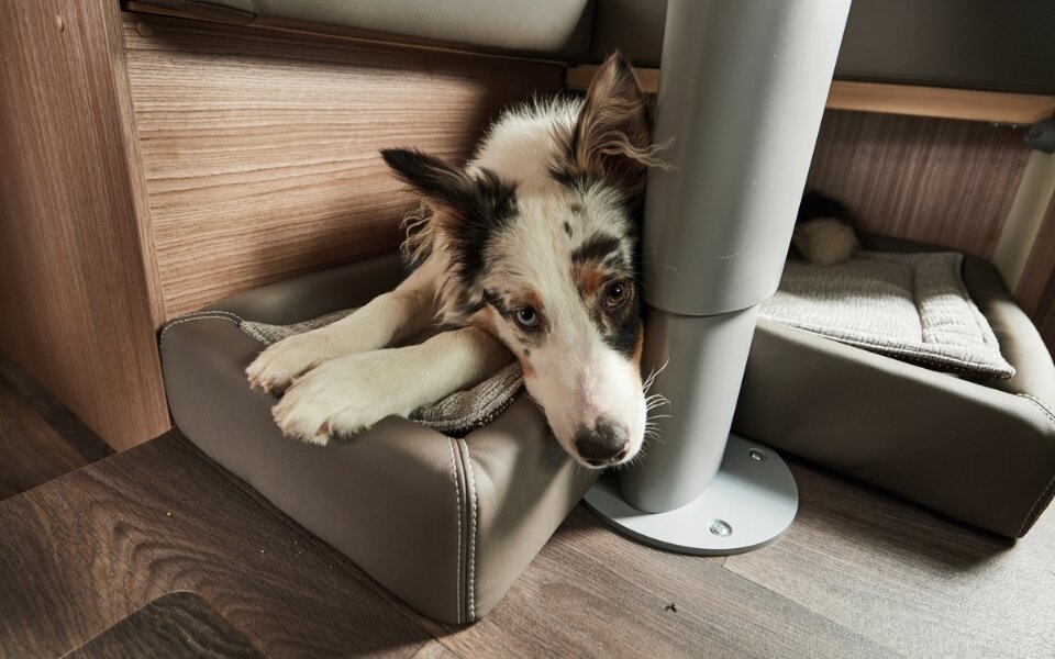 Lit pour chien