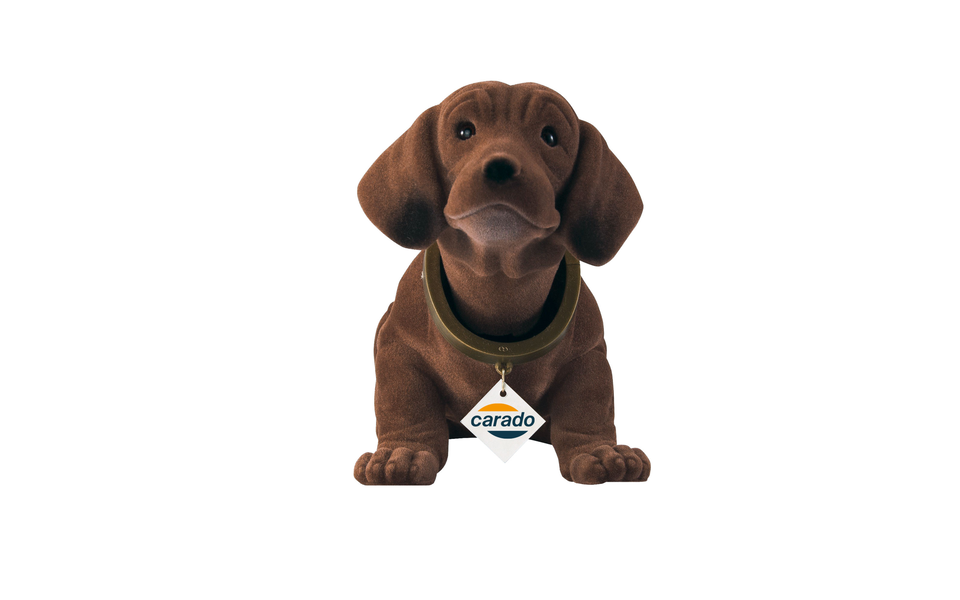 Rudi, le teckel à tête remuante