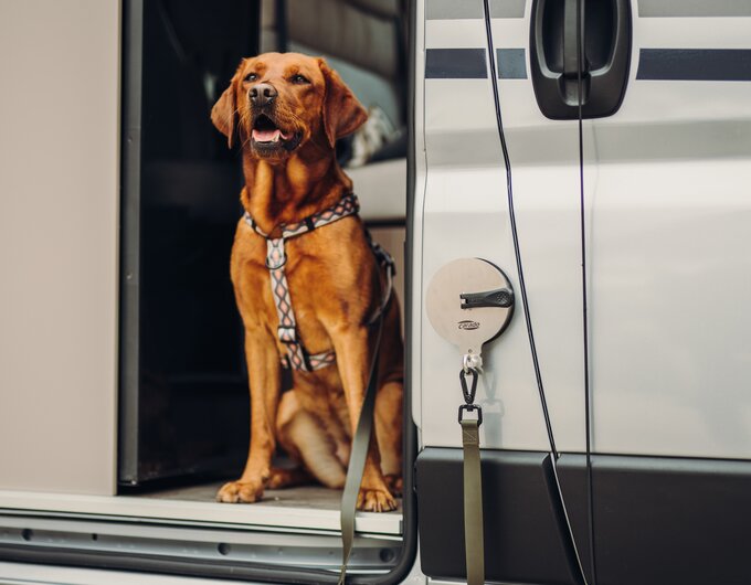 Support à ventouse attache laisse de chien