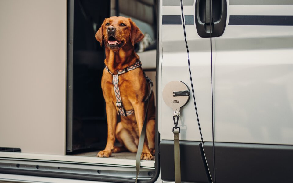 Support à ventouse attache laisse de chien