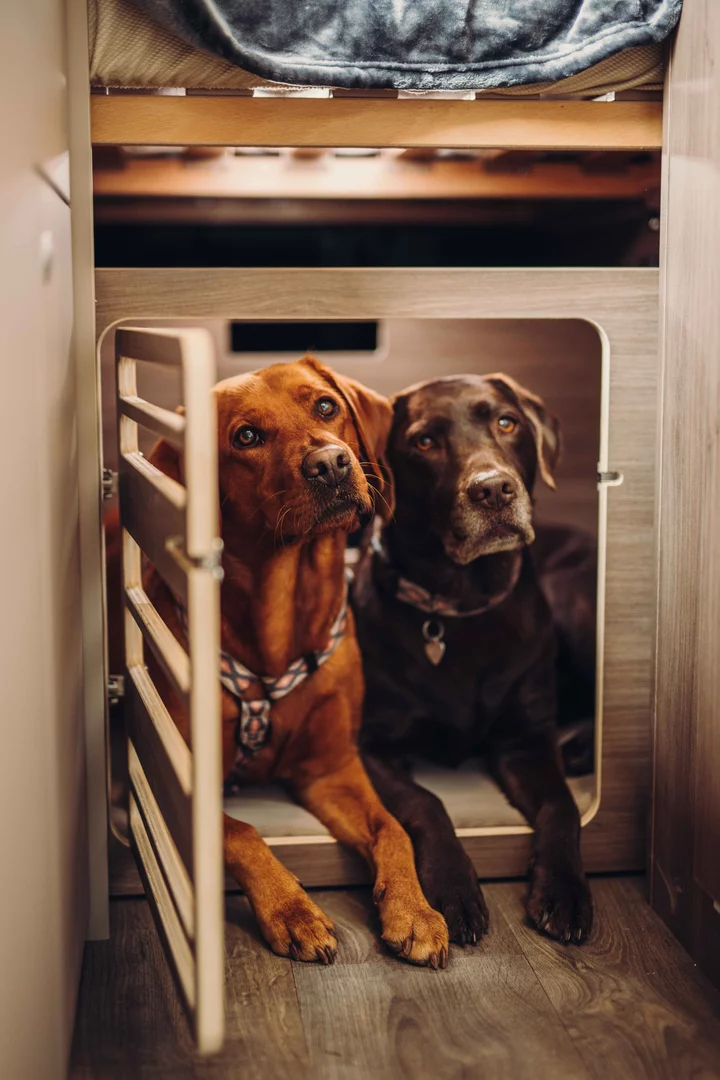 Dog gate for motorhome top