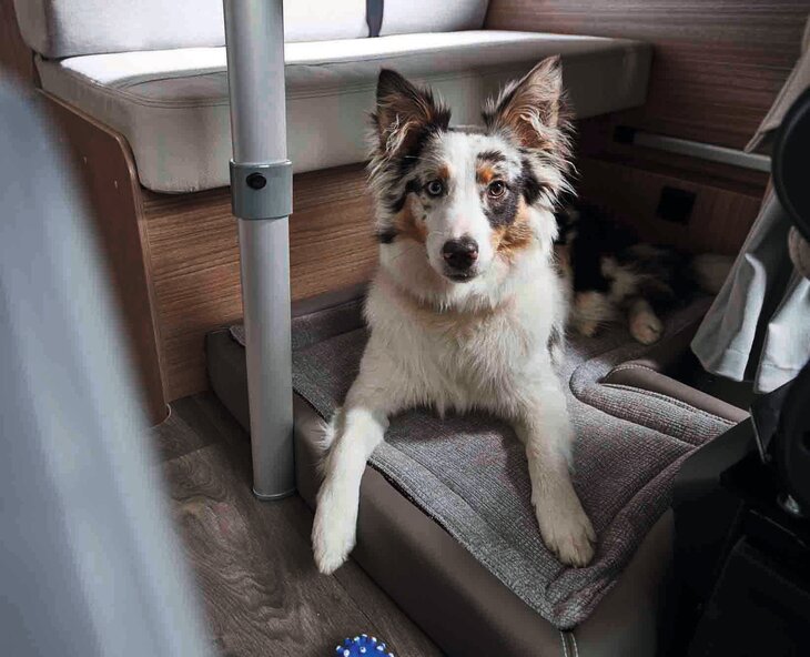 Süßer Hund liegt auf einem Hundebett im Wohnmobil
