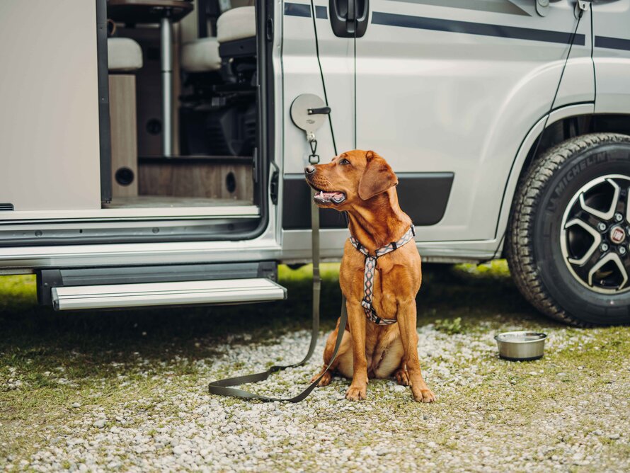 Hund angeleint am Wohnmobil