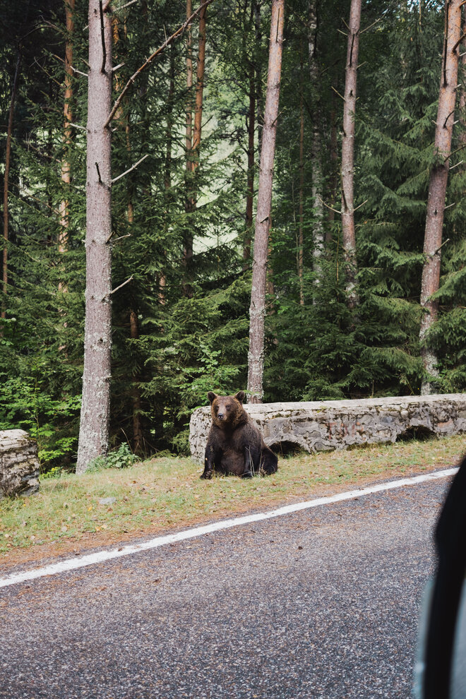 Ein Bär sitzt neben dem Wohnmobil von Carado