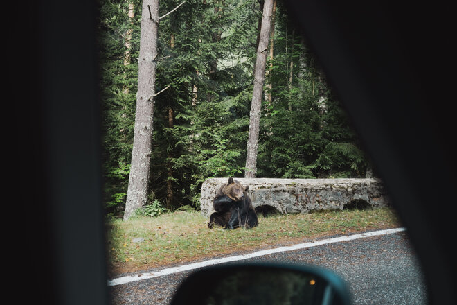 Wilder Bär in Rumänien auf der Rundreise mit dem Carado Wohnmobil