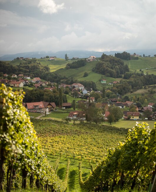 Ausblick durch die Reben 