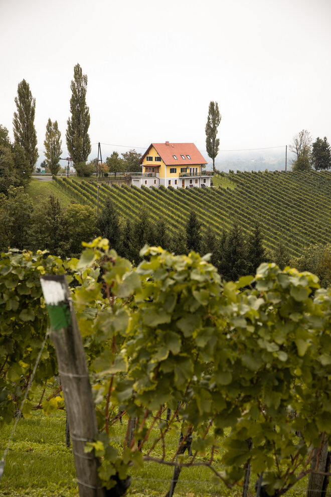 Ausblick auf die Weinberg bei der Reise mit dem Wohnmobil