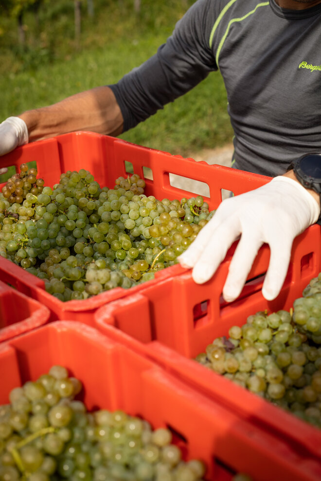 Traubenernte bei der Weinreise mit Carado