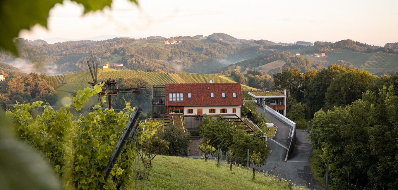 Das Weingut zwischen Reben
